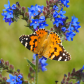 Animal Photos