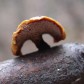 Nature - mushrooms