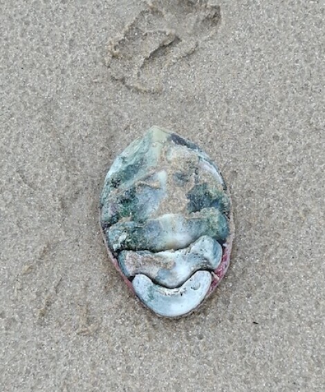 Sea Animal