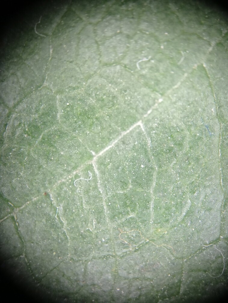Macro