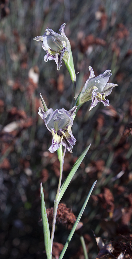 Gladiolus