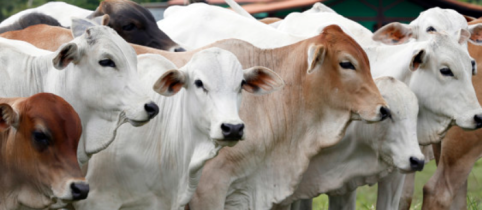 herd mentality in crypto
