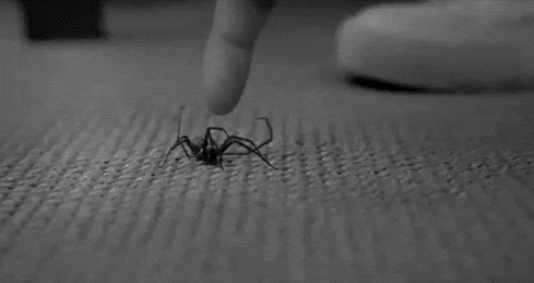 spider attack
