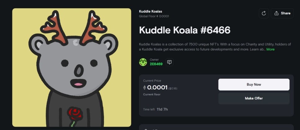 kuddle koala