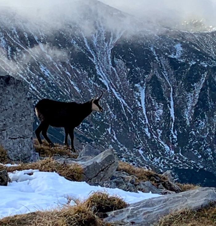 Mountain goat at Czerwone Wierchy, Poland