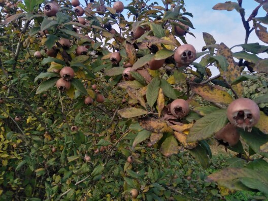 Photography of  Nature, garden, Real Life story