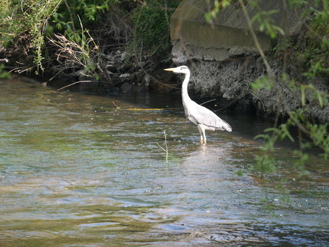 Local wildlife, more scary than it looks.