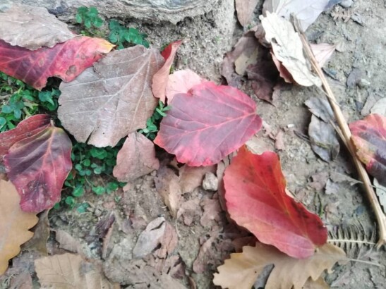 Autumn, My Favorite Season | A Hike Before Sunset