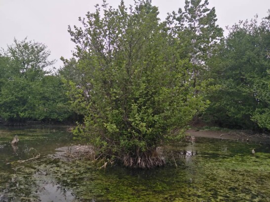 The First Run after Illness | Discovering Fascinating Swamp Trees