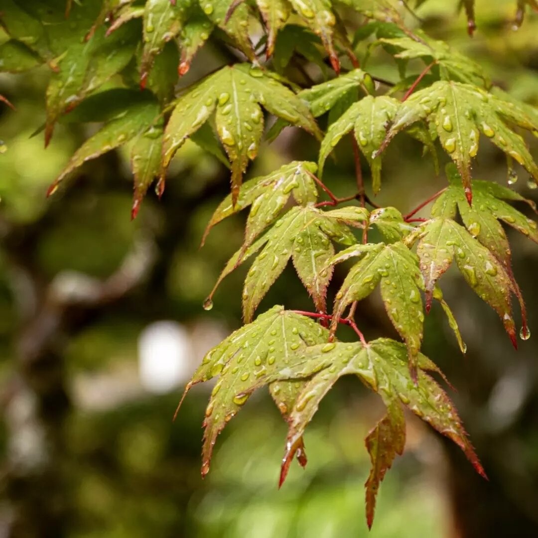 Leaves after rain