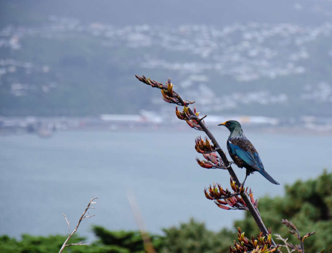 new zealand bird