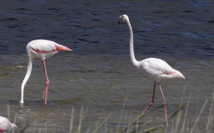 Flamingoes