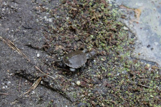 Marsh Terrapin Running to Water