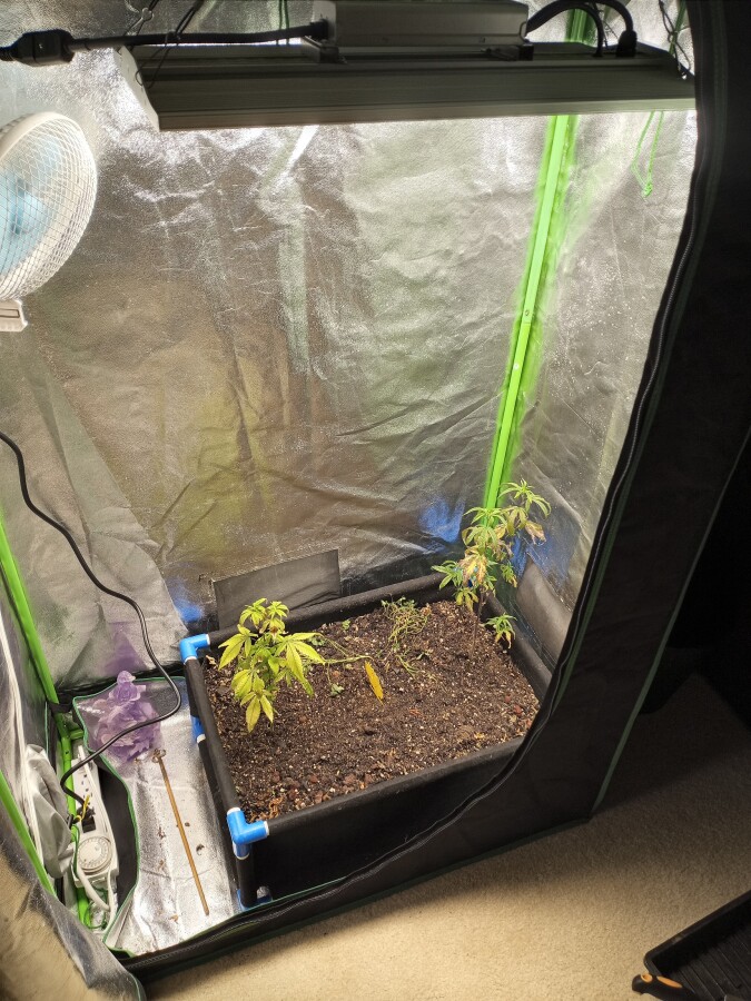 Transplanted into soil.