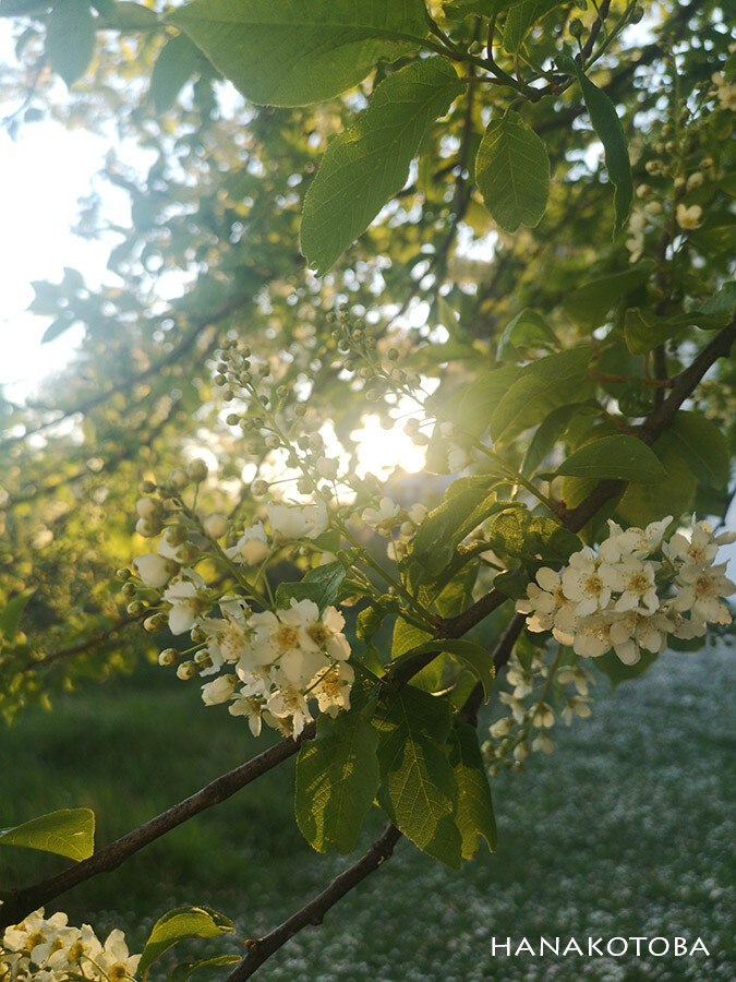 apple tree with white flowers blooming