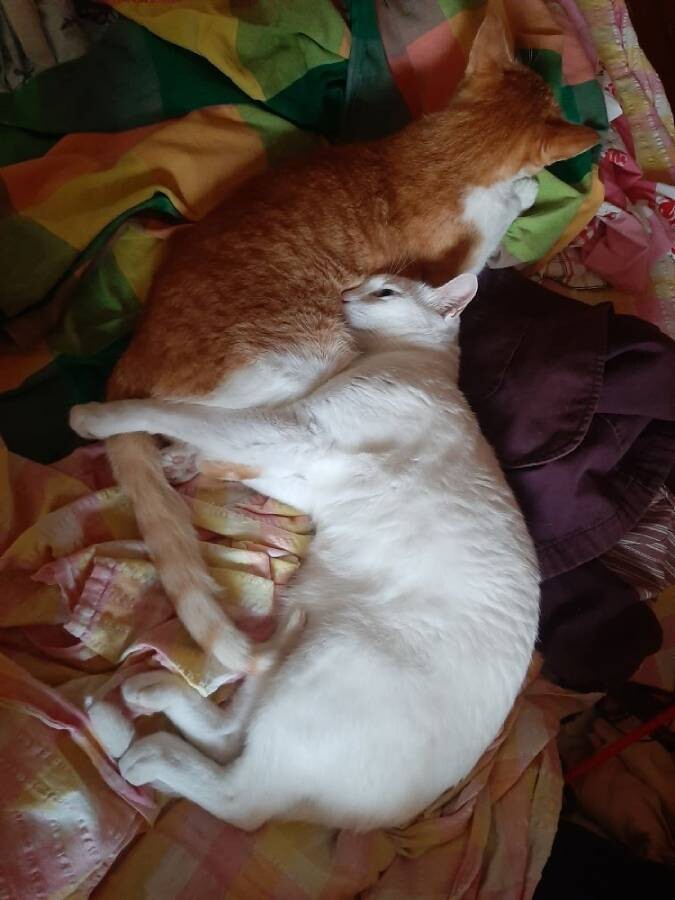 cats animals pets life