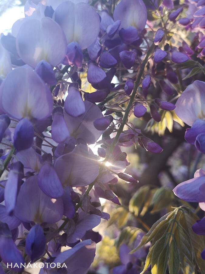 purple blossiming wisteria tree