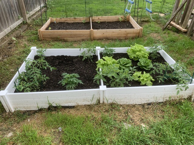 tomato and lettuce