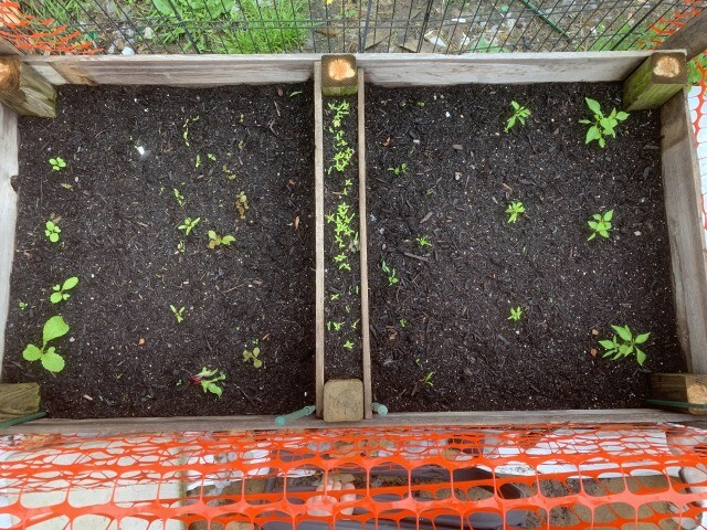 started from seed in place