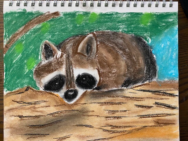 Raccoon peering over a log - pastel drawing