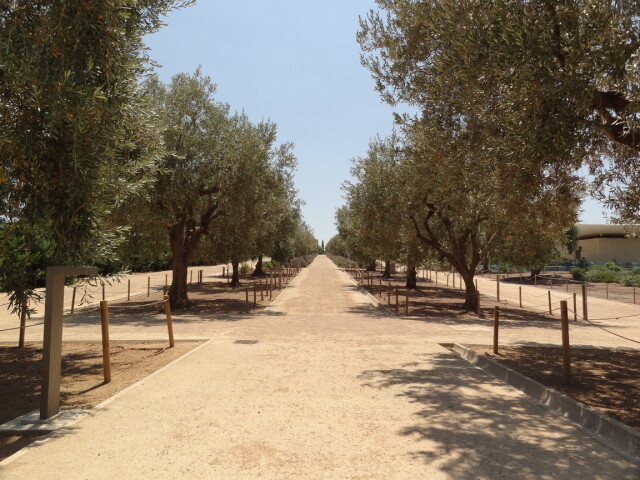Greece - Around Athens - Kallithea - POI: Stavros Niarchos Park - Olive Grove