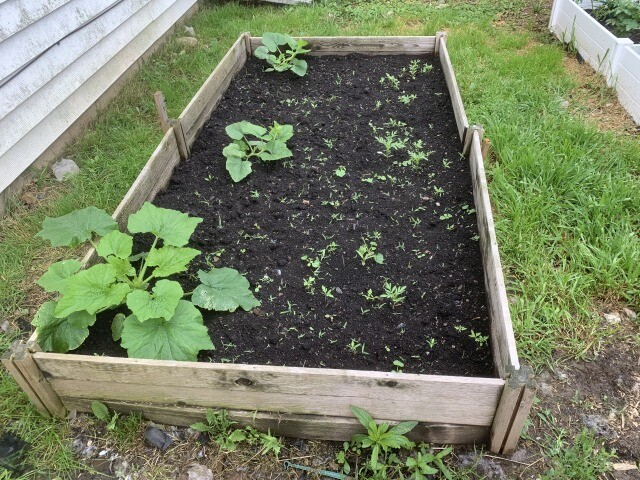 squash