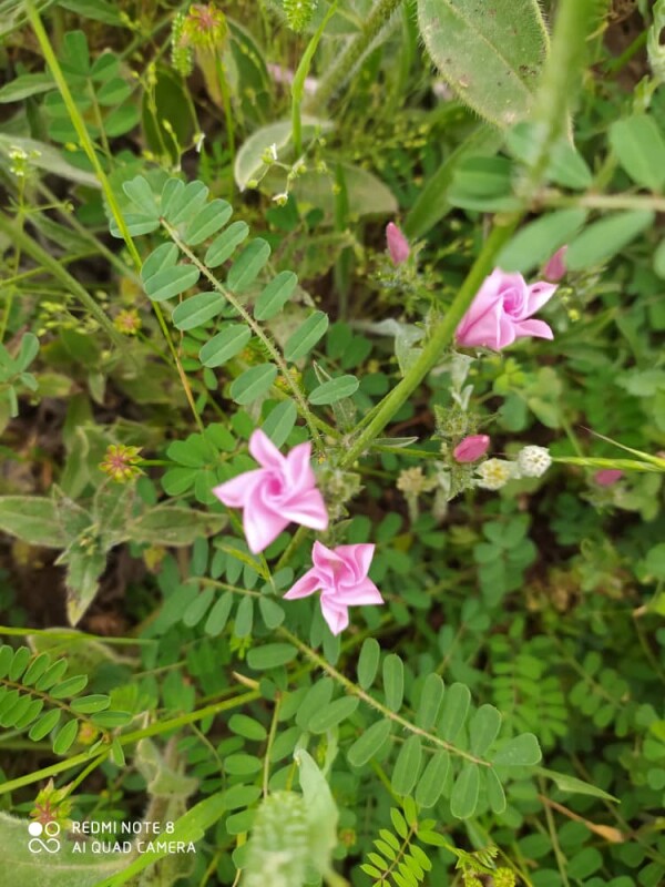 Mountain village of “Shekar Dasht” in Talesh- Iran – So So many Flowers