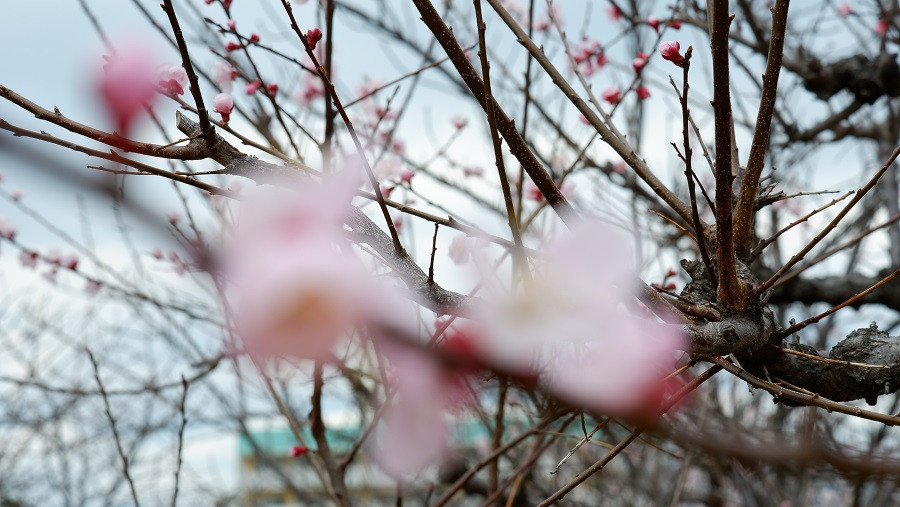 ume4
