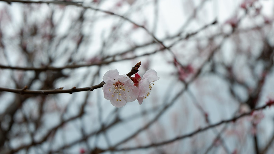 ume3