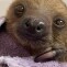 Crypto Sloth