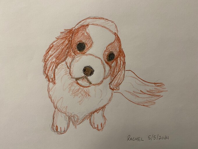 Puppy Rachel Begging - colored pencils