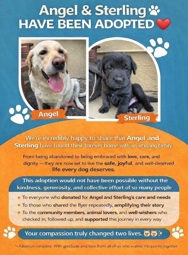 dogs pup pet Labrador adoption