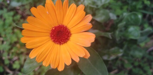 After All These Years, I Just Realized What My Favorite Flower Is!!!