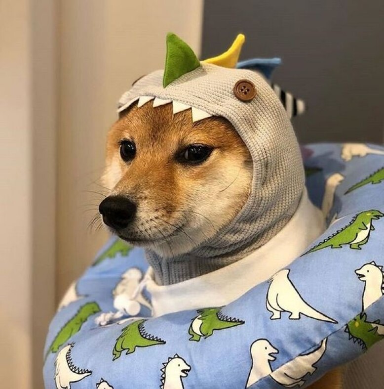 With Shiba Inu you can lose money but never the joke
