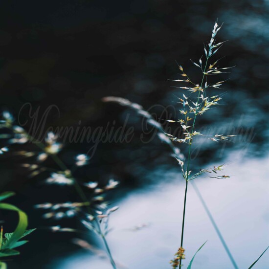 Grass