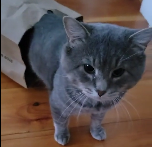 Who let the cat out of the bag