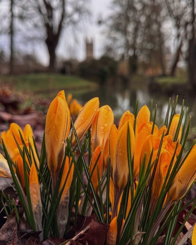 Oxford's Spring Mood
