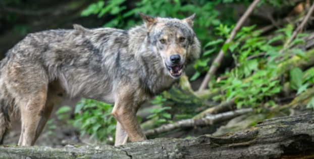 wolf in crypto