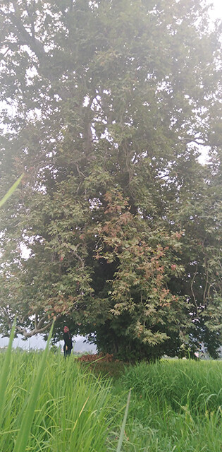 Cycling In Iran, nature, Trees