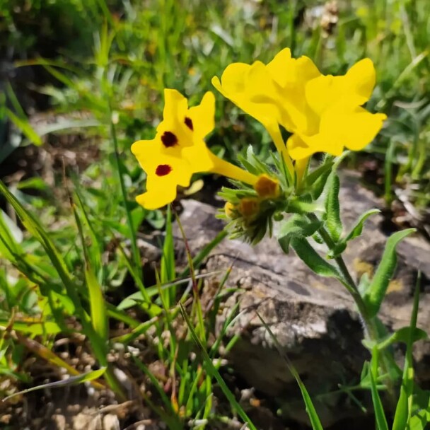 Mountain village of “Shekar Dasht” in Talesh- Iran – So So many Flowers