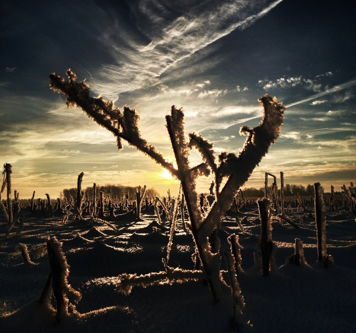 corn husk covered in frost at dawn