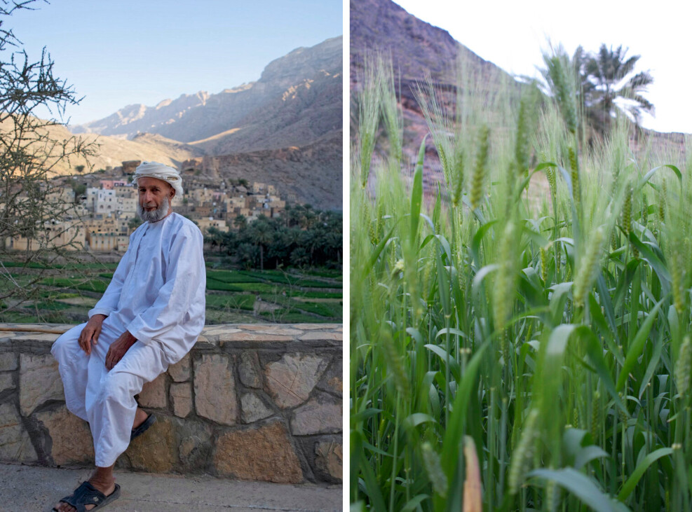 Rice field in Oman