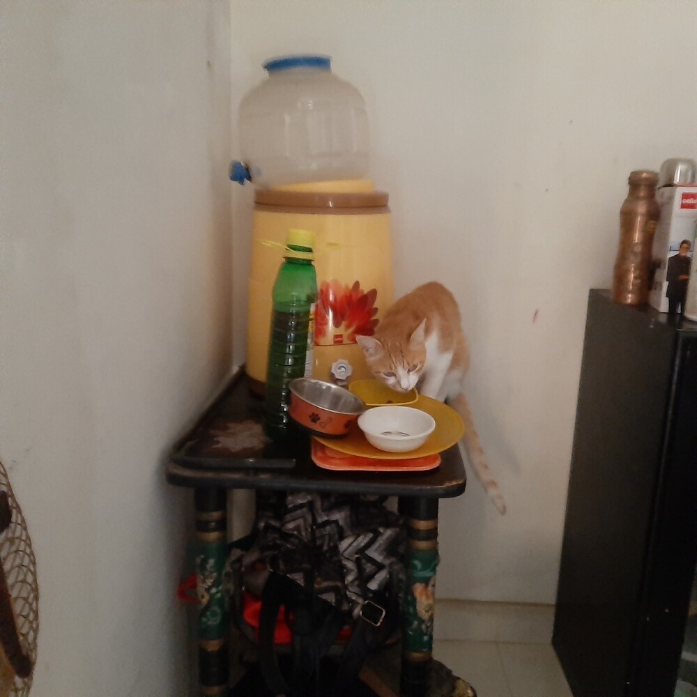 cat pet life