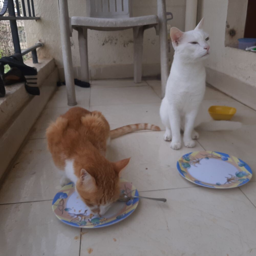 cats food