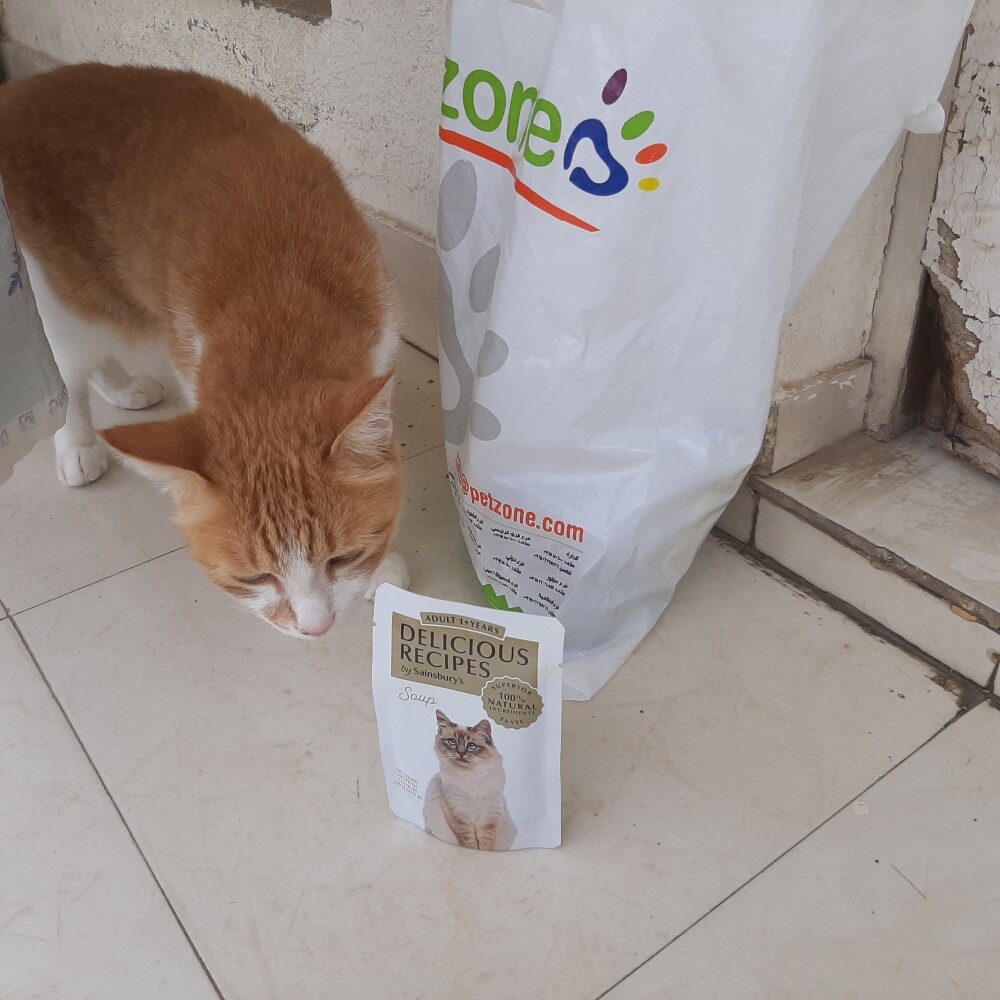 cats pets