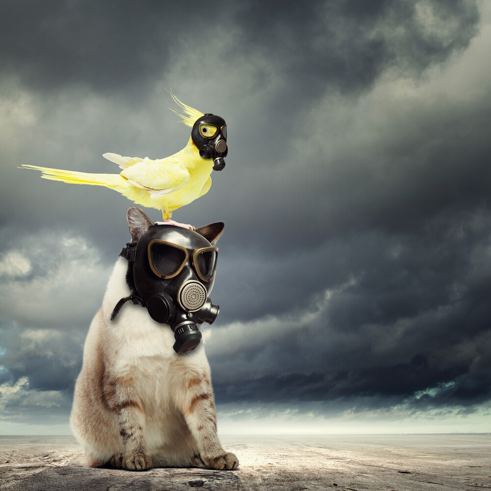 Parrot On A Cat With Gasmasks