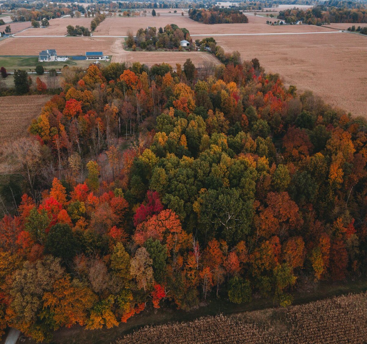 trees in autumn viewed from above