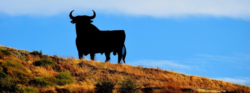 Bull
