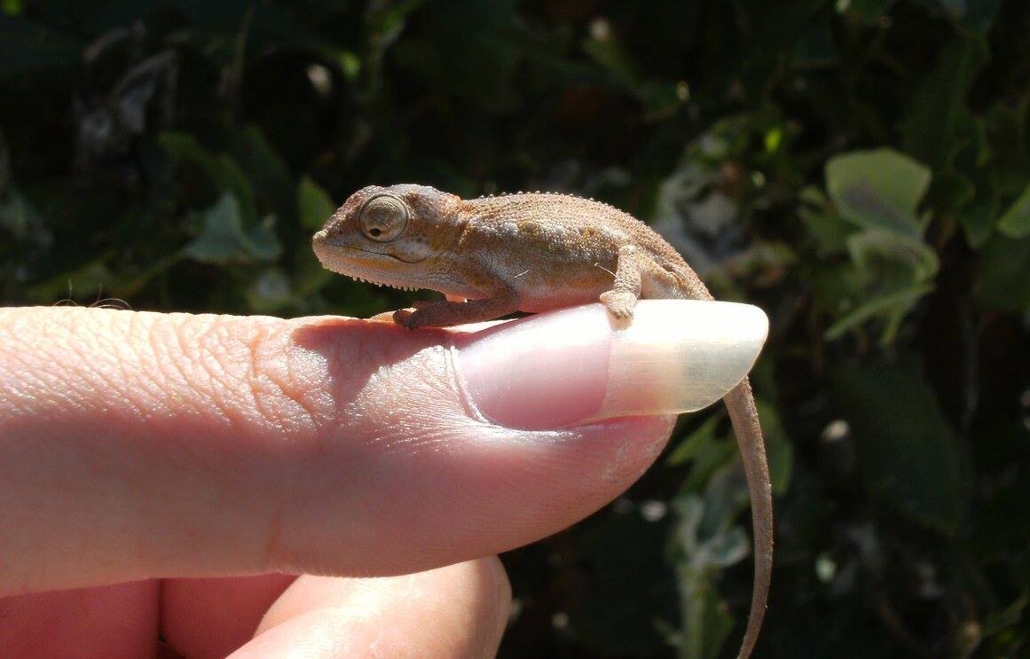 Baby Chameleon on my thumb
