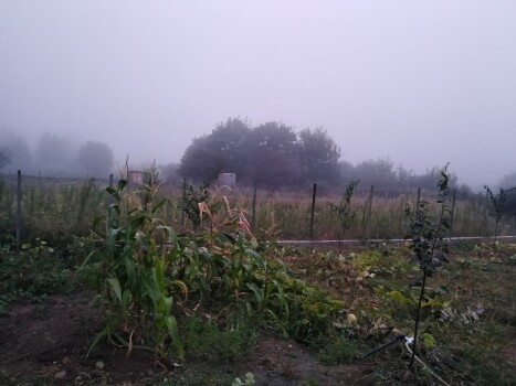 Photography of Nature , The Story of Fog